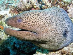 Giant Moray eel - photo was taken with an olympus Sp 350 by Anel Van Veelen 